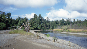 The Wae Toluorang river, betwen Solea village and Base Camp A, has its source near Gunung Kobipoto.
