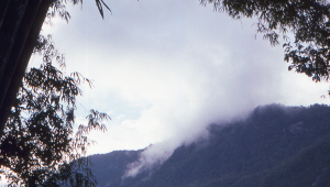 Giant bamboo frames a misty mountain.