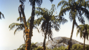 Tree ferns near the summit of Gunung Binaia.
